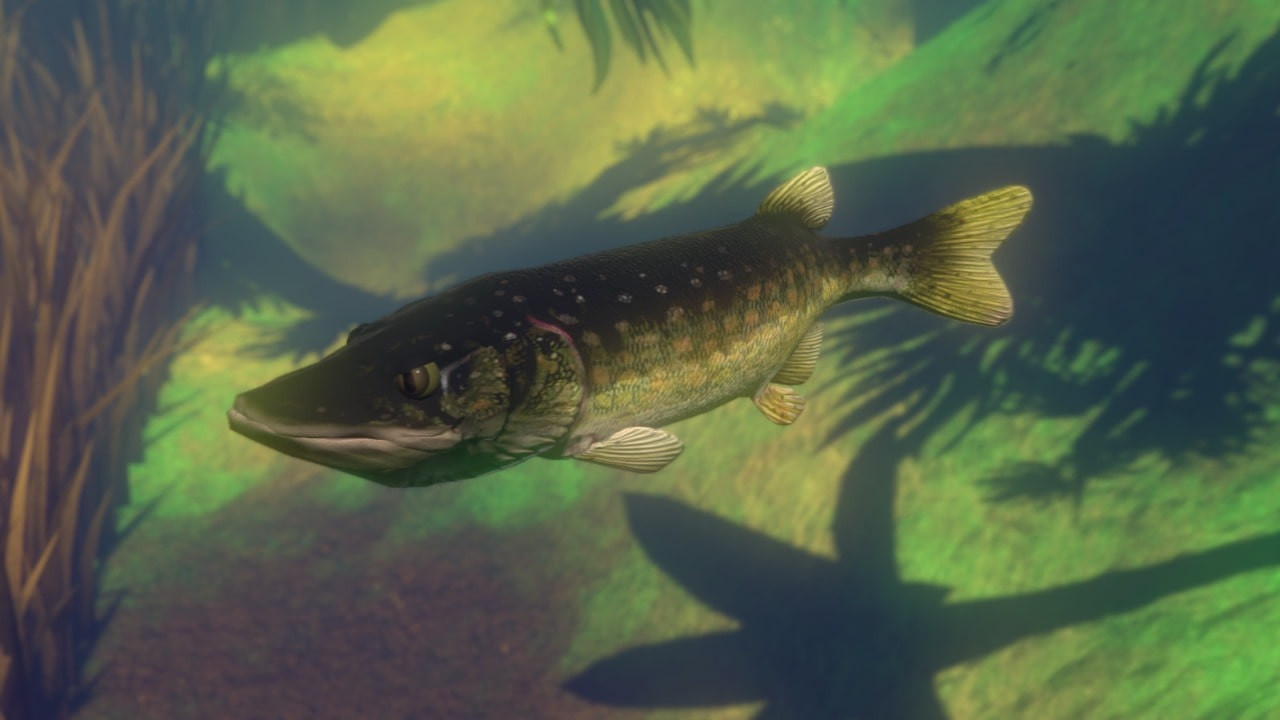 Feed and Grow Fish poster